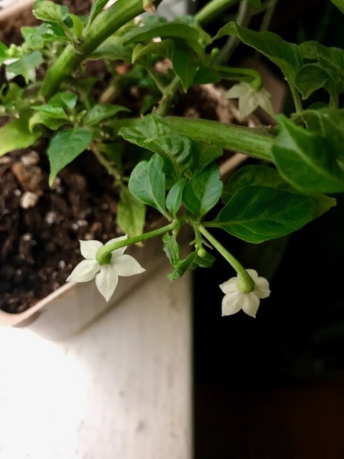 11.12.17 - Isaac&rsquo;s plant pushed out one v tiny pepper this season. The leaves are gradually ge