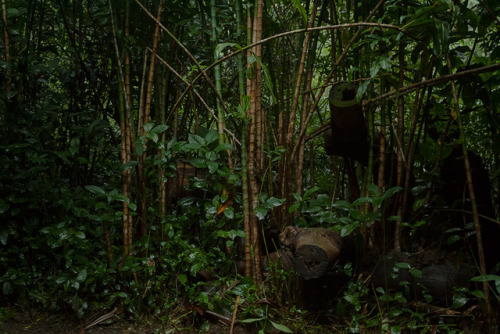 phillipantonio: Manoa Falls trail in Honolulu, Hawaii. Photographed by Phillip Antonio