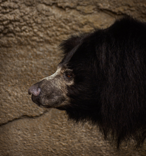 Sloth bear, photographed at the Cleveland Zoo