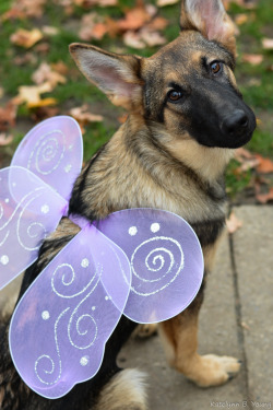 handsomedogs:  Avery, dressed as a pretty