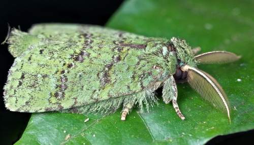 kingshota:Mossy noctuid moth (- pbertner)