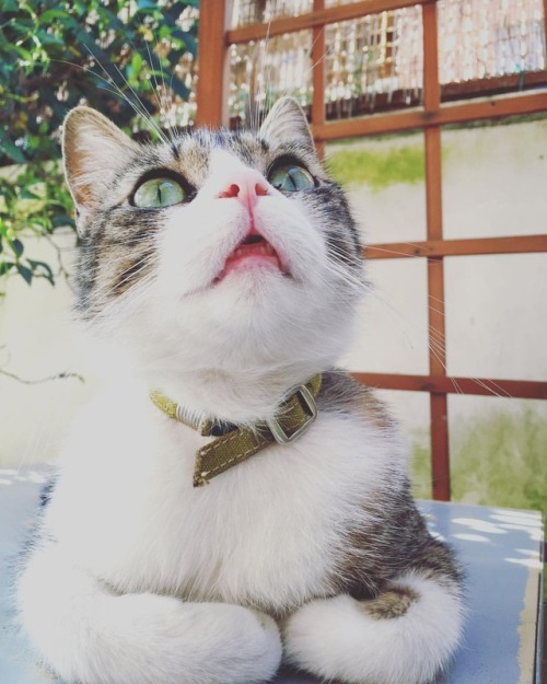 This little piggy stayed home and watched birdies alllll day long. #meow #birdwatching #babyteeth #t