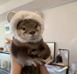 thingssthatmakemewet:  brebstick:  source: https://www.instagram.com/ponchan918/  Otters are so fckn cute!! I want one or two or 10 😍💖  Yessss, love otters! 