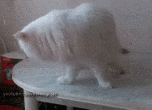 tastefullyoffensive: When Cats Forget How to Cat (Part 1) [x]Previously: Animals Stealing Food, Cats Giving High Fives 