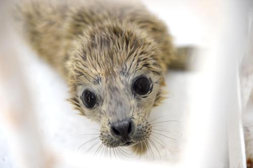 fuckyeahpinnipedia: Nacen focas gemelas en el acuario “Sunasia Ocean World” de China ‪(Twin seals 