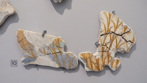 greek-museums:Archaeological Museum of Heraklion:Two fresco fragments depicting crocus clumps in a m