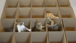 awwww-cute:  Carton of kittens (Source: https://ift.tt/2KRkI0s)