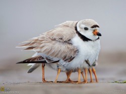 macklemoth:  awwww-cute:  Keeping the babies warm  I THOUGHT THIS WAS A FUCKING BIRD WITH 8 LEGS  Sleipner bird to the rescue!