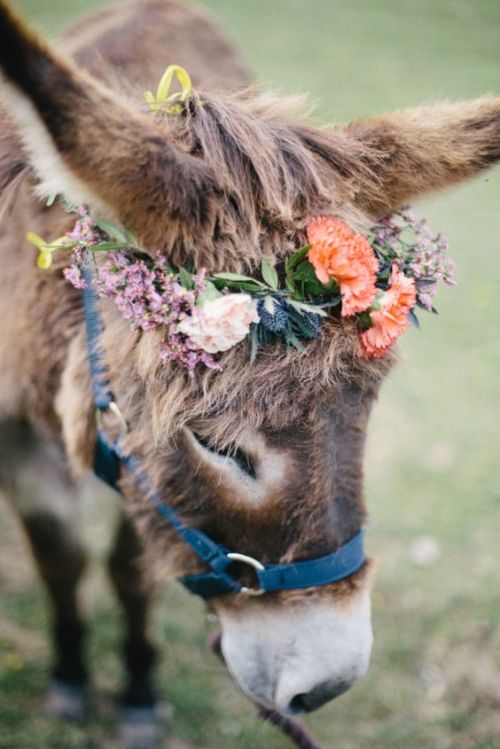 ainawgsd:Donkeys with Flower Crowns