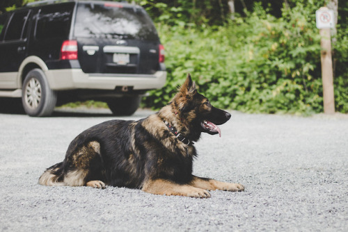 simply-a-lost-boy: That ever so slight head tilt. @the-dog-without-fear 