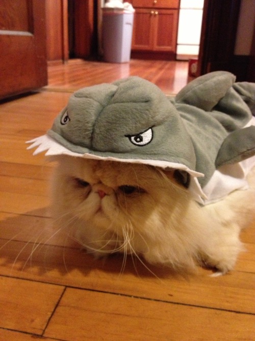 lucifurfluffypants:  It’s Shark Week, beaches!