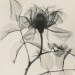 joeinct:Climbing Hadley Rose, Photo by Dr. Dain Tasker, 1937