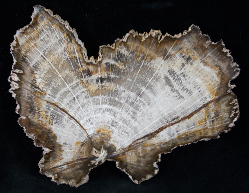 This is an absolutely stunning slab of Miocene aged petrified oak collected in the 60&rsquo;s from n