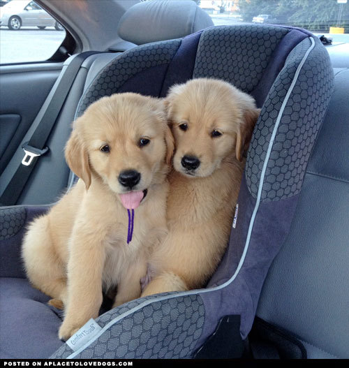 aplacetolovedogs:  Darling puppy Golden Retrievers, brother Sam and sister Sage sharing