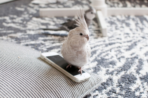 Sorry you can’t have your phone back, I’m busy blogging about millet!!
