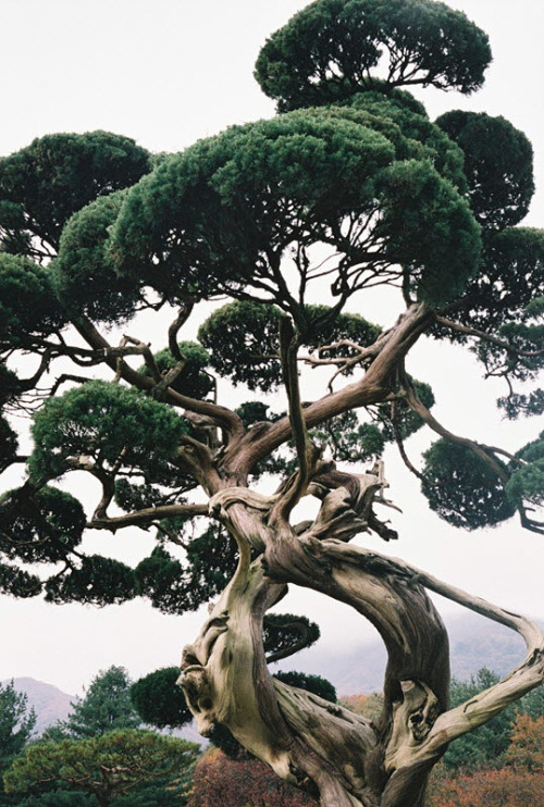 thekimonogallery - Manicured pine tree, Japan. Photographer...