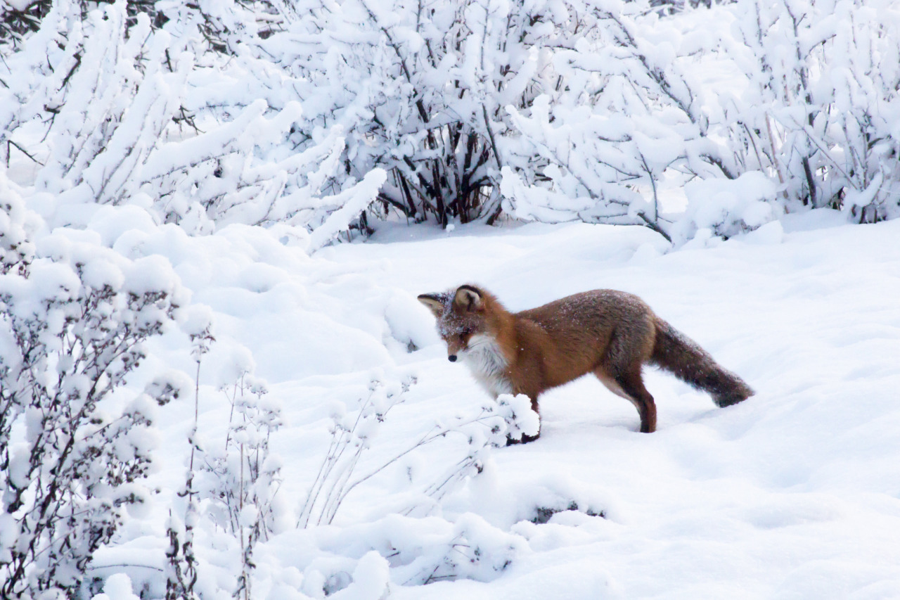 me-lapislazuli:  fox | by lleLoog | http://ift.tt/1Ohviey 
