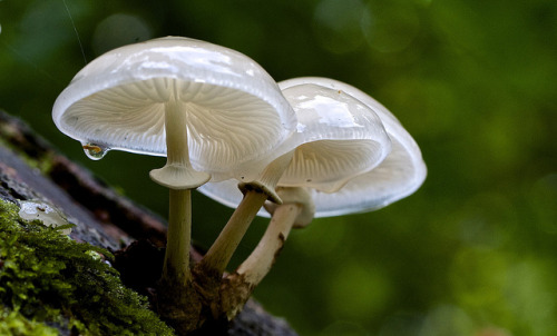 blooms-and-shrooms:Porcelain Fungus ( Oudemansiella mucida ) by johnrm2013 on Flickr.