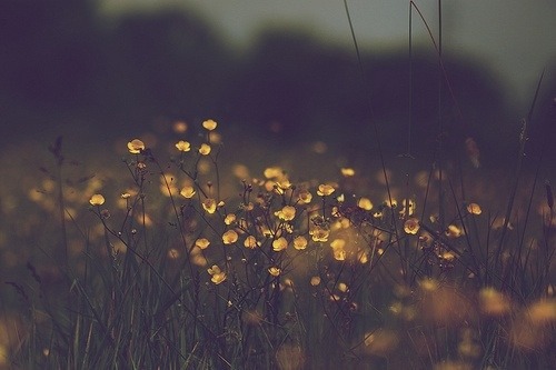 shvnes-world:  shvnes-world
