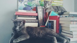 beckisbookshelf:Fred and George know they have a fandom to appease, but first - nap.