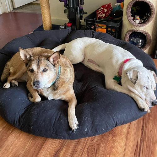 Another use for papasan cushions… cheaper than buying 2 dog beds lol and all 3 could actually fit if they wanted… or I could join them 🤣 #dog #dogs 
https://www.instagram.com/p/CZDVbAbvXnD/?utm_medium=tumblr #dog#dogs