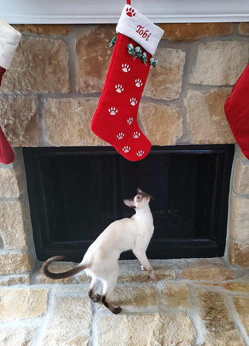 fimbry:Stockings went up today! Tobi seemed to know which one was his…