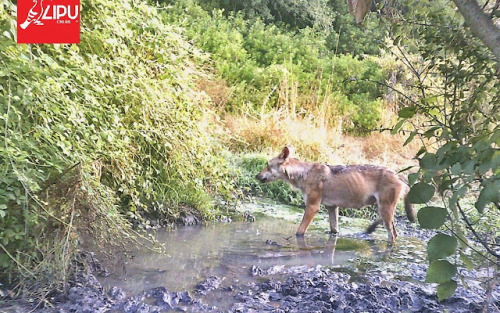 wild-west-wind: wolveswolves:Wolves discovered living just outside Rome for first time in more than 