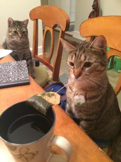 awwww-cute:  My cats love when I drink tea 