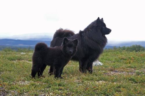 artofdogs:Swedish Lapphunds