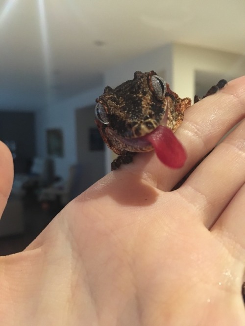amyalexandra-reptiles:Cinnamon (Bun) is my most beautiful gecko, and yet he still manages to be the 