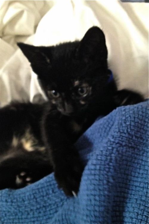 catastories: Duchess Toulouse.