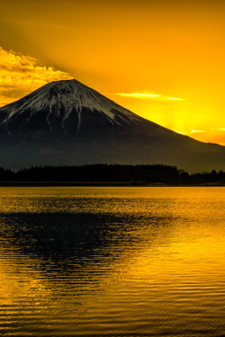 sundxwn:  Golden color by Akio Iwanaga 