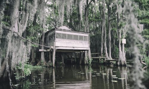 spanish moss