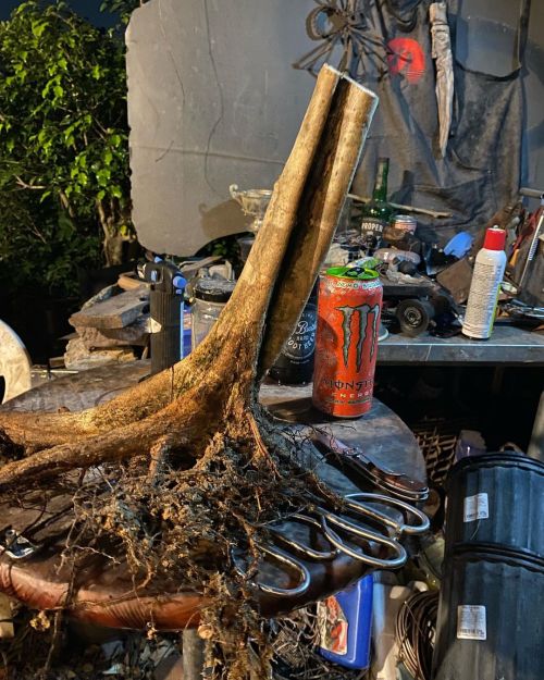 Haematoxylum campechianum #bonsai #yamadori (at Adam&rsquo;s Art &amp; Bonsai Studio Nursery) https: