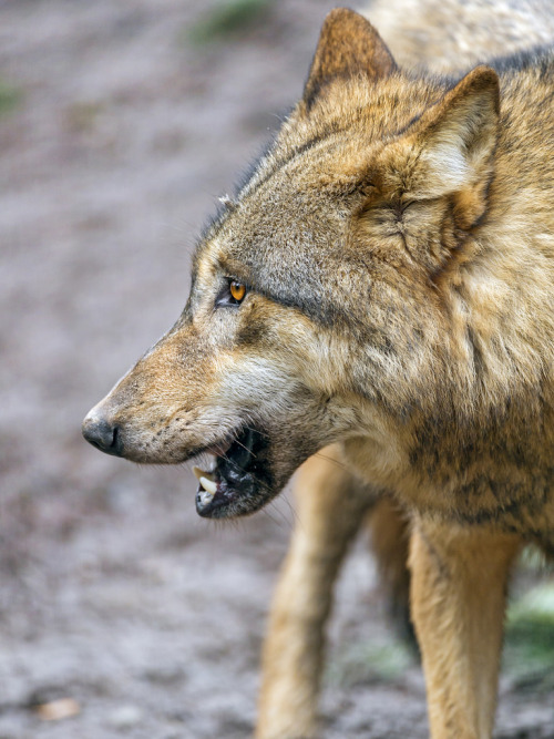 thatwanderinglonewolf:Wolf profile (by Tambako the Jaguar)
