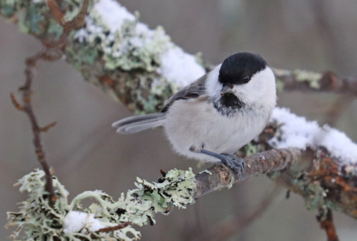 Willow tit/talltita (Poecile montanus).