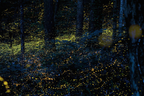 nubbsgalore:fireflies in timelapse, photos by (click pic) vincent brady, takehito miyatake, tsunea