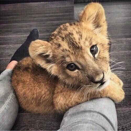 babyanimalgifs:  LION CUBS