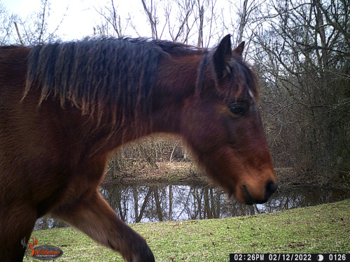 I’ve got a crappy trail cam in the pasture (the better ones are out further from the house where mor