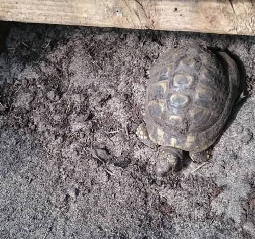 Buddy, first Hermann out of hibernation in the garden houses this year :-) #hercegovinensis #dalmati