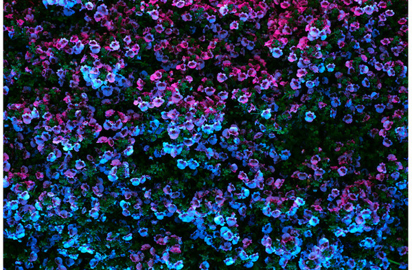opticallyaroused:  Flora 