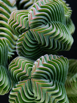 Sixpenceee:crassula ‘Buddha’s Temple’ Is A Very Interesting Succulent Plant.