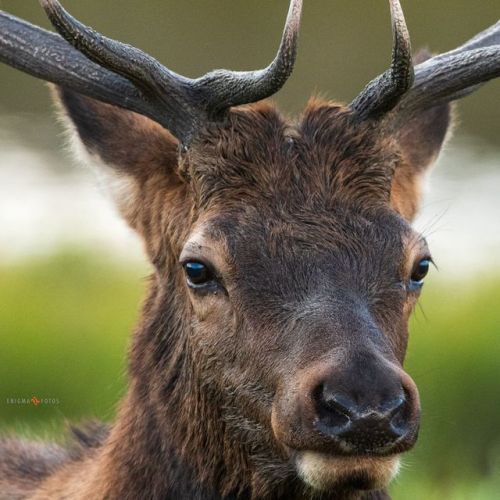 Handsome young man #elk #estespark #estesparkcolorado #600mmf4 #nikond500 #wildlifephotography (at 