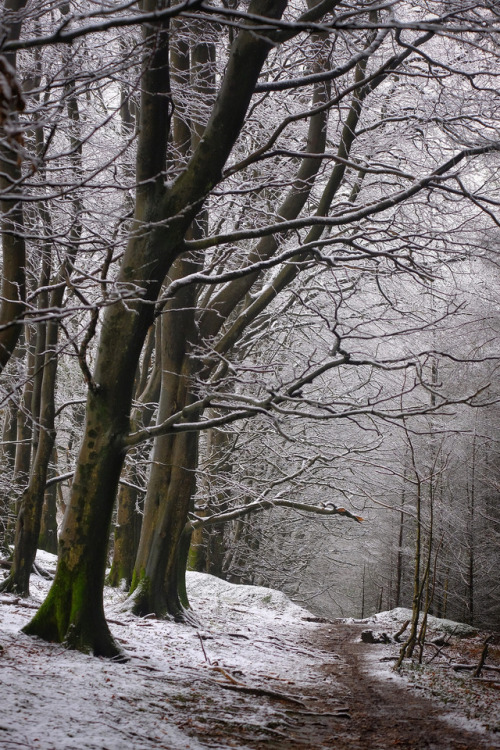Snowy forest trails by simon rees