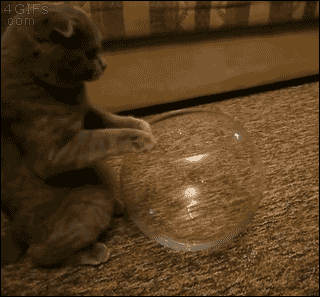 cute-overload:  Just look at me, I can sit insidehttp://cute-overload.tumblr.com source: http://imgur.com/r/aww/ApRfma9