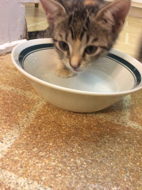 unflatteringcatselfies:chica stands in the water when she drinks