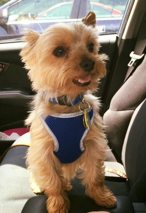 shellygurumi: Benny is the happiest when he gets to go for rides. I love that smile. :)