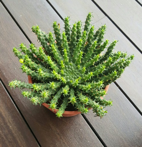 sempervivarium: Another big haul of succulents today. Can’t get enough of sedum golden glow! A