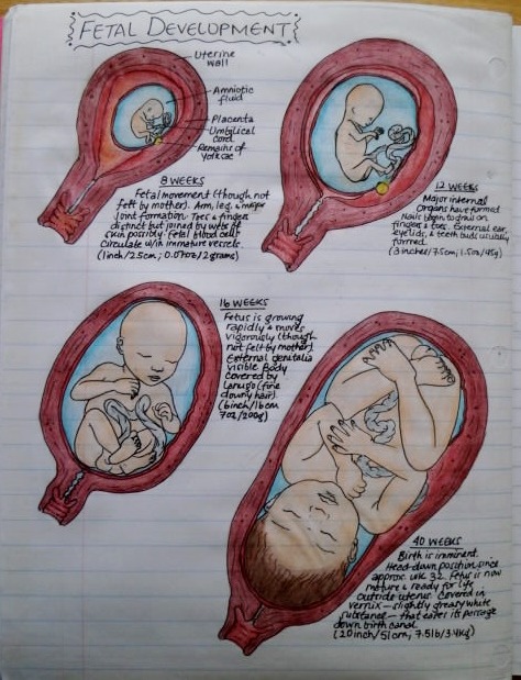 telencefalon:  Anatomy &amp; Physiology Notebook. A few pages from my anatomy