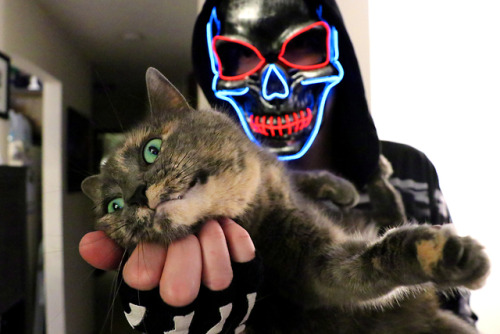 helpeverythingiscats: refurbthecat: Happy Halloween, everyone. Give some chin skritches to the monst
